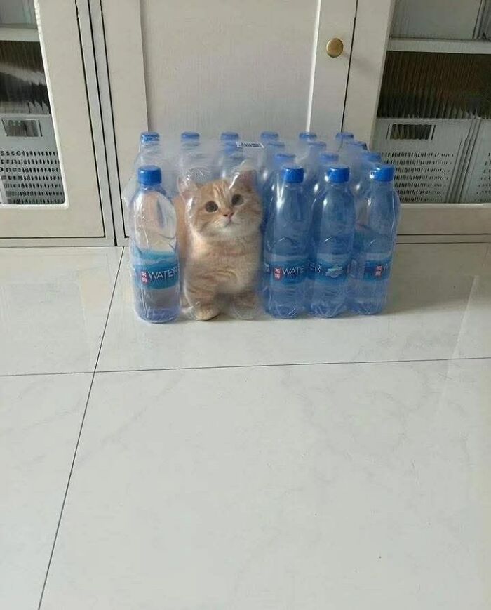 50 Cute Cat Photos To Help You De-Stress, As Shared By The “Cute Animal Photos To De-Stress” Page