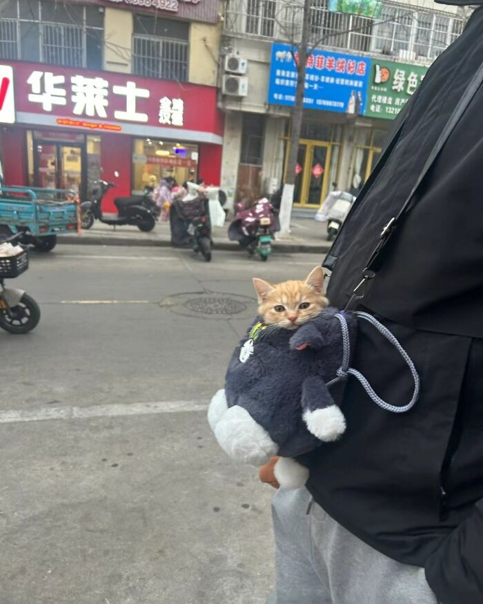 50 Cute Cat Photos To Help You De-Stress, As Shared By The “Cute Animal Photos To De-Stress” Page