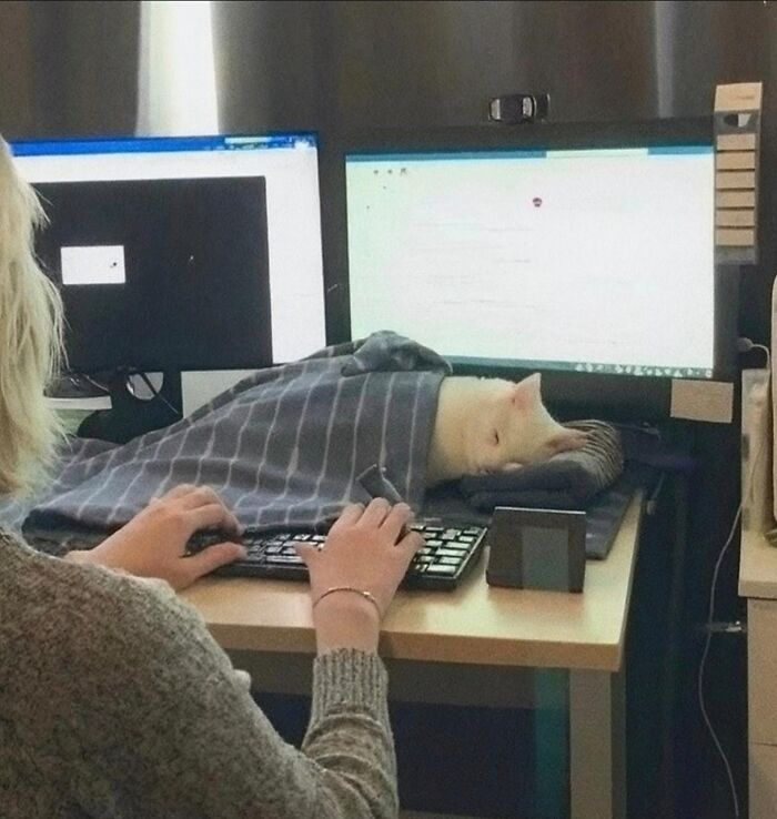 50 Cute Cat Photos To Help You De-Stress, As Shared By The “Cute Animal Photos To De-Stress” Page