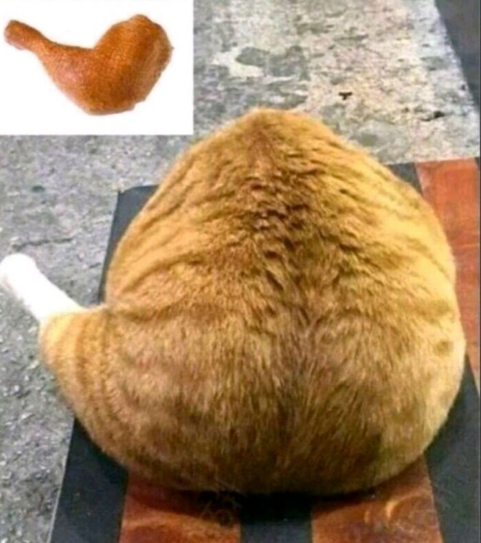 50 Cute Cat Photos To Help You De-Stress, As Shared By The “Cute Animal Photos To De-Stress” Page