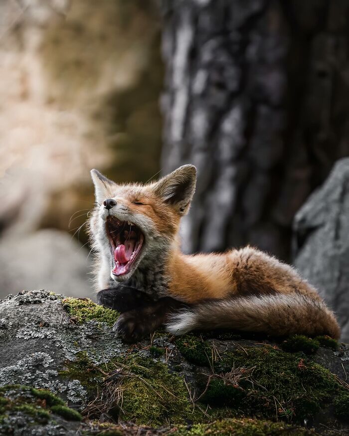 50 Beautiful Wildlife Photos By Finnish Photographer Ian Granström