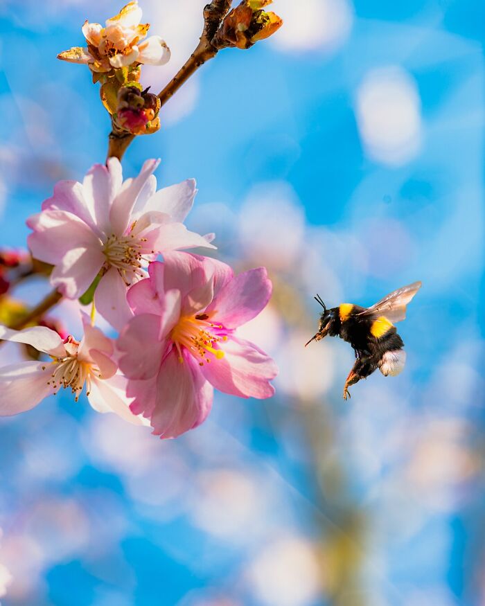 50 Beautiful Wildlife Photos By Finnish Photographer Ian Granström