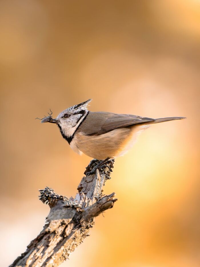 50 Beautiful Wildlife Photos By Finnish Photographer Ian Granström