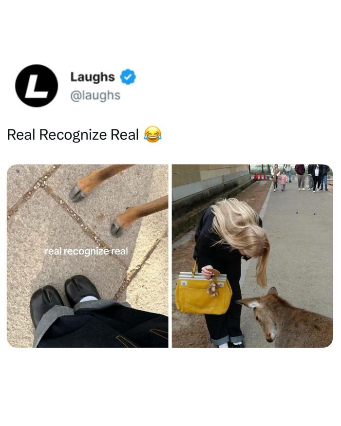Funny memes showing a woman and a donkey greeting, paired with a dog and a person’s feet matching shoes.