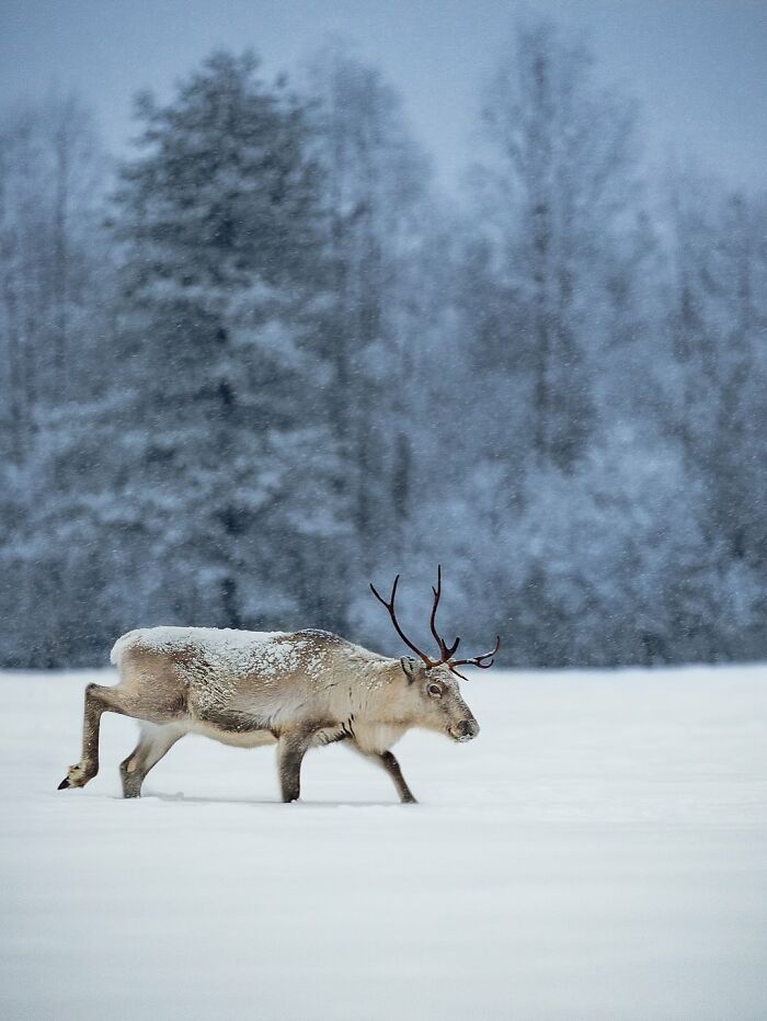 50 Beautiful Wildlife Photos By Finnish Photographer Ian Granström