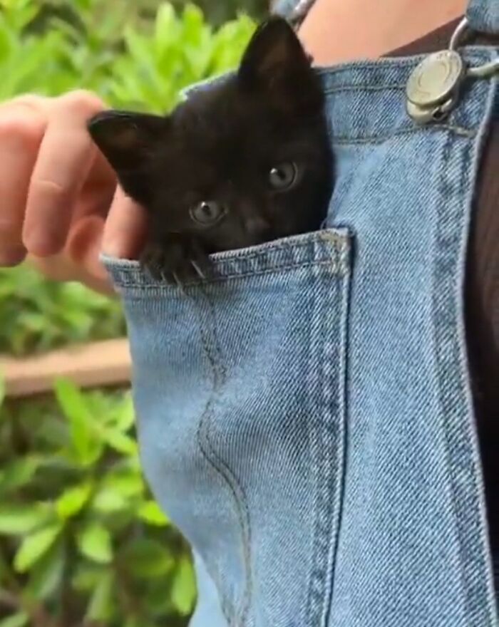 50 Cute Cat Photos To Help You De-Stress, As Shared By The “Cute Animal Photos To De-Stress” Page