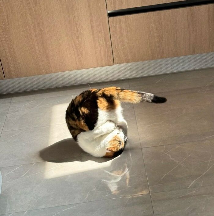 50 Cute Cat Photos To Help You De-Stress, As Shared By The “Cute Animal Photos To De-Stress” Page