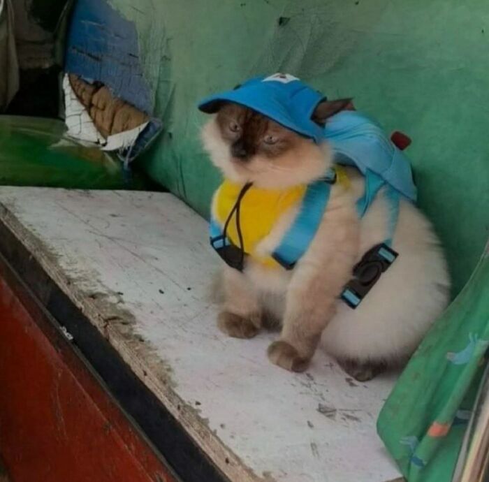 50 Cute Cat Photos To Help You De-Stress, As Shared By The “Cute Animal Photos To De-Stress” Page