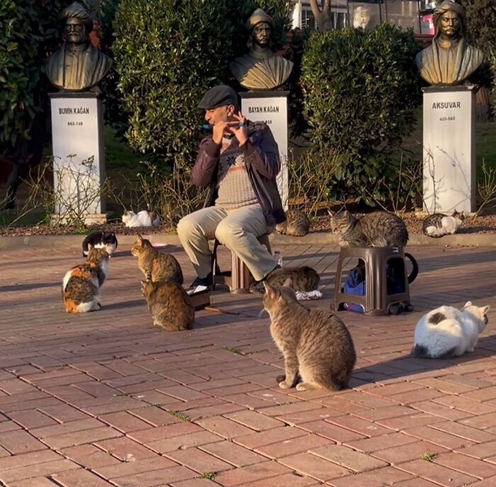 50 Cute Cat Photos To Help You De-Stress, As Shared By The “Cute Animal Photos To De-Stress” Page