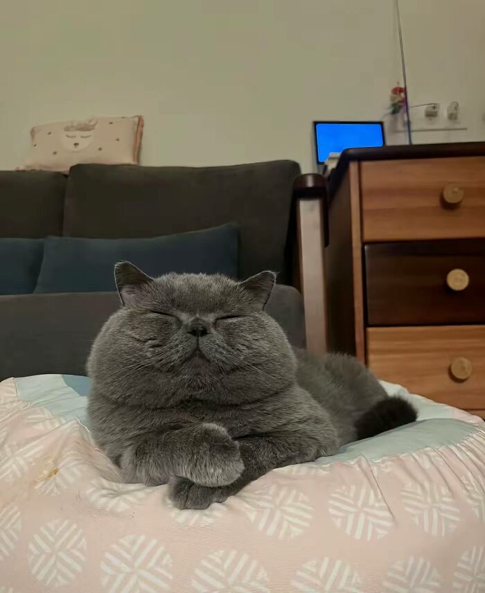 50 Cute Cat Photos To Help You De-Stress, As Shared By The “Cute Animal Photos To De-Stress” Page