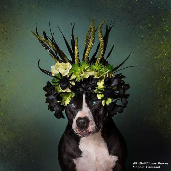 These Powerful Portraits Of Pit Bulls Wearing Flowers Continue To Change How People See Shelter Dogs (37 New Pics)-Interview