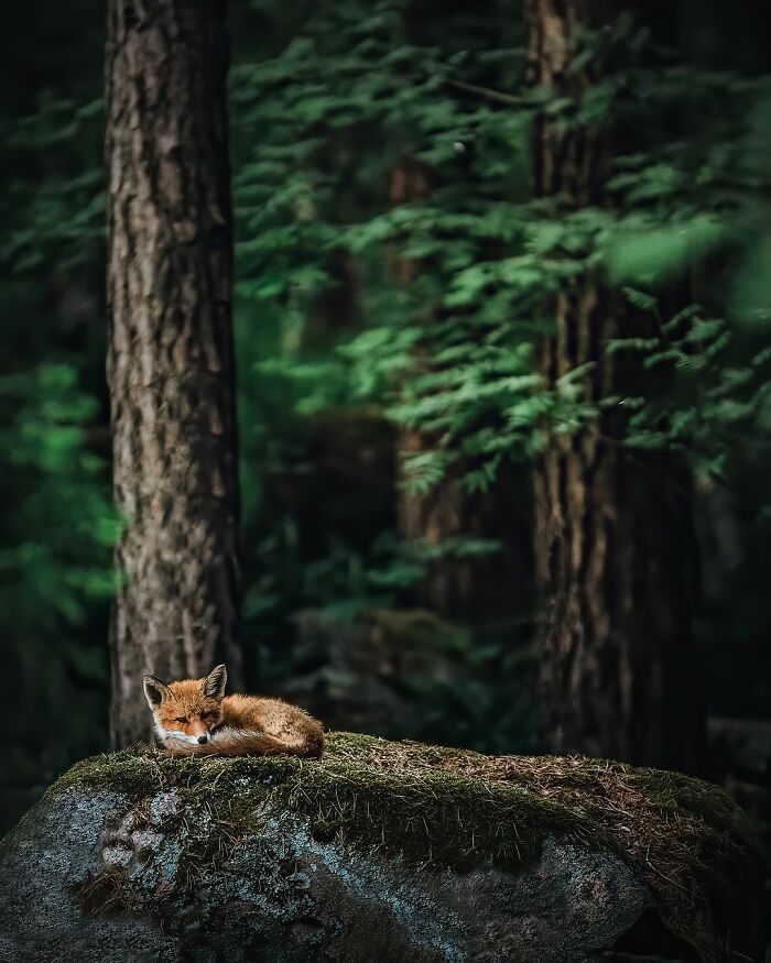 50 Beautiful Wildlife Photos By Finnish Photographer Ian Granström