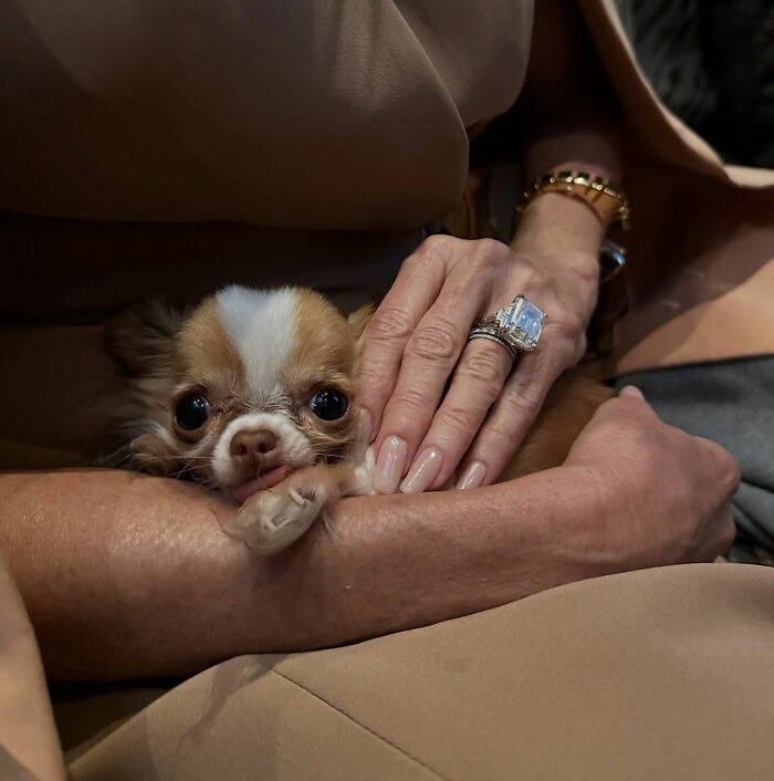 Close-up of a small dog held in hands, highlighting Demi Moore's rings and sparking concern over her weight loss.