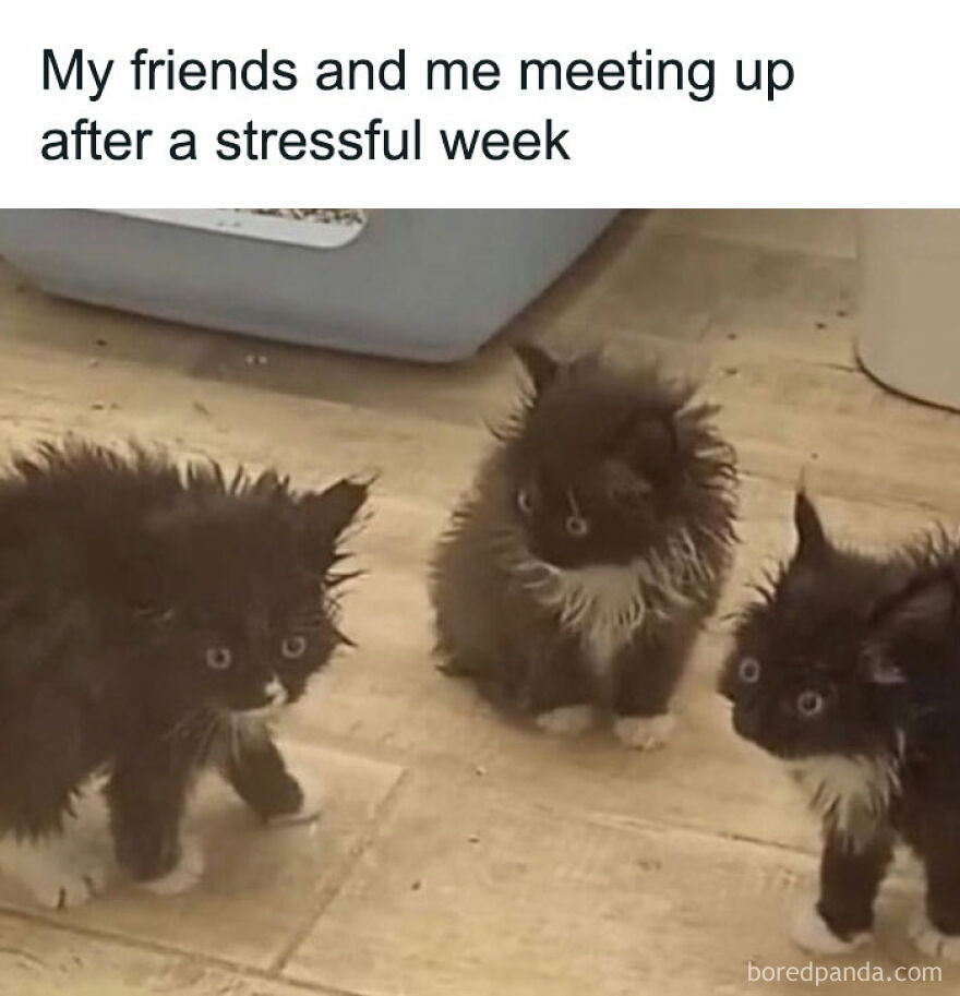 Three fluffy black and white kittens with wet fur resembling stressed friends meeting up after a tough week cat memes.