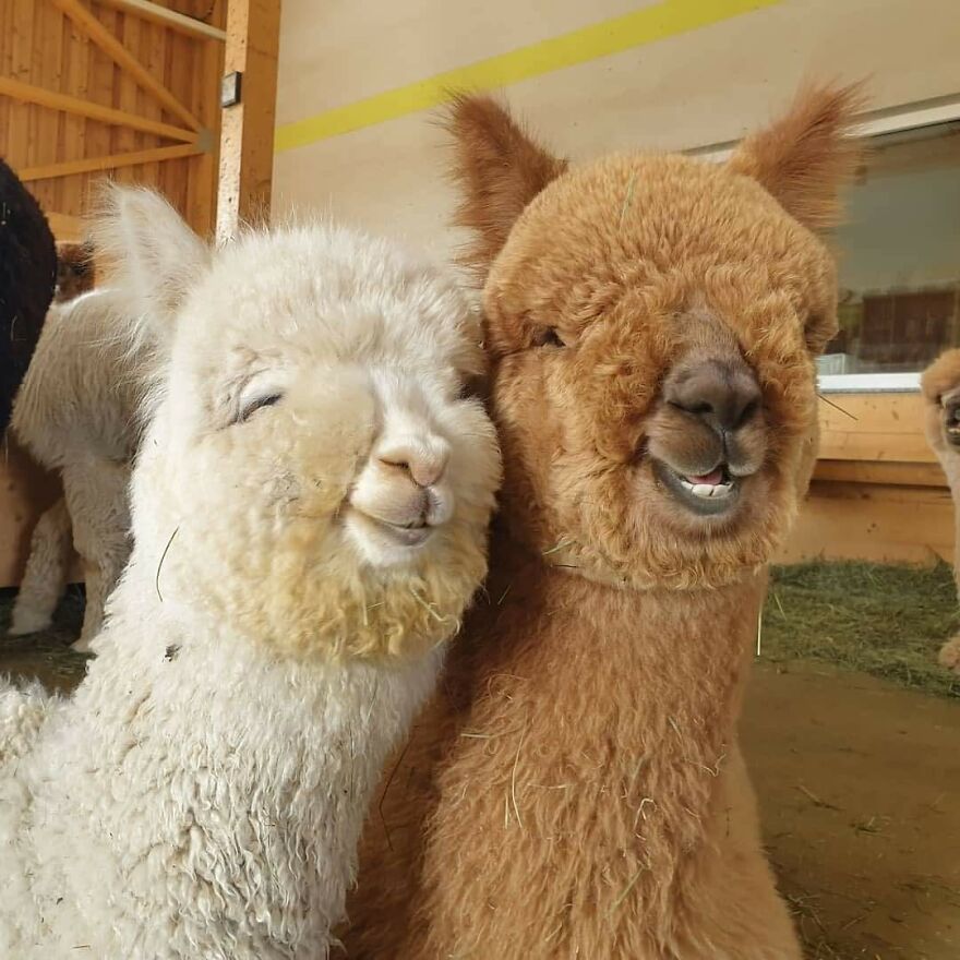 Two smiling alpacas standing close together inside a barn, illustrating weird animal laws context.