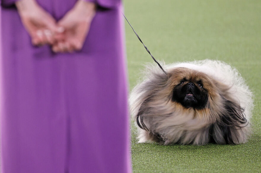 Small dog breed with long fluffy fur on a leash during a dog show, showcasing cute small dog breeds.