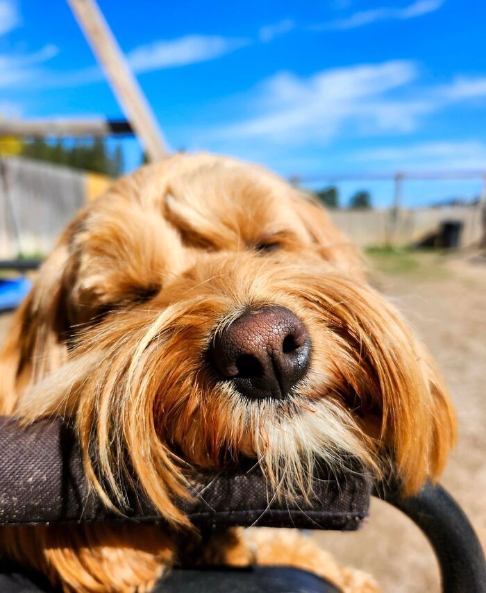Close-up of a happy dog enjoying a sunny day at daycare, capturing joyful moments shared by dog owners.