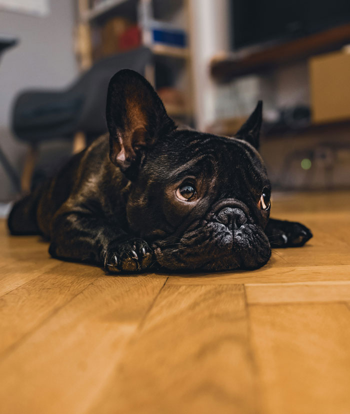 In-Laws Poisoned My Dog