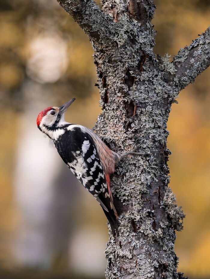 50 Beautiful Wildlife Photos By Finnish Photographer Ian Granström