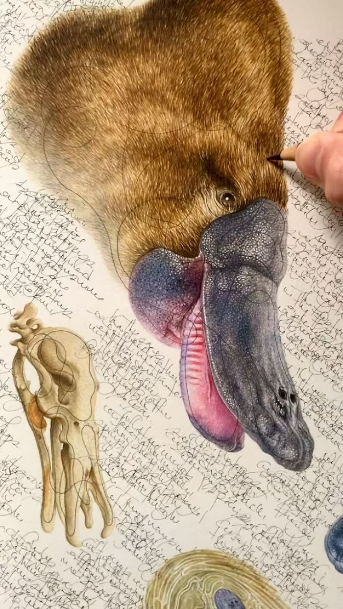 35 Beautiful Wildlife Sketches That Blend Scientific Detail With Artistic Wonder