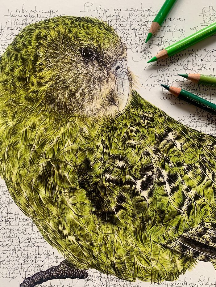 35 Beautiful Wildlife Sketches That Blend Scientific Detail With Artistic Wonder