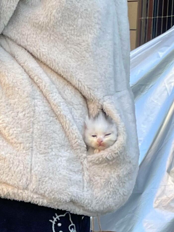 50 Cute Cat Photos To Help You De-Stress, As Shared By The “Cute Animal Photos To De-Stress” Page