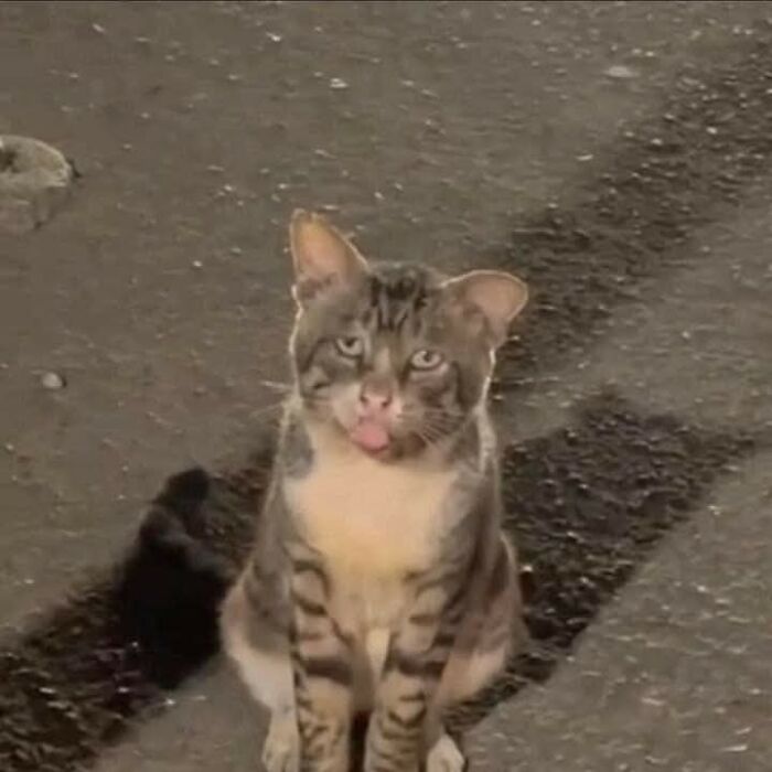 40 Hilarious Cat Moments Caught On Camera, As Shared By “Important Animal Images” (New Pics)