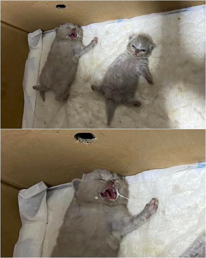 40 Hilarious Cat Moments Caught On Camera, As Shared By “Important Animal Images” (New Pics)