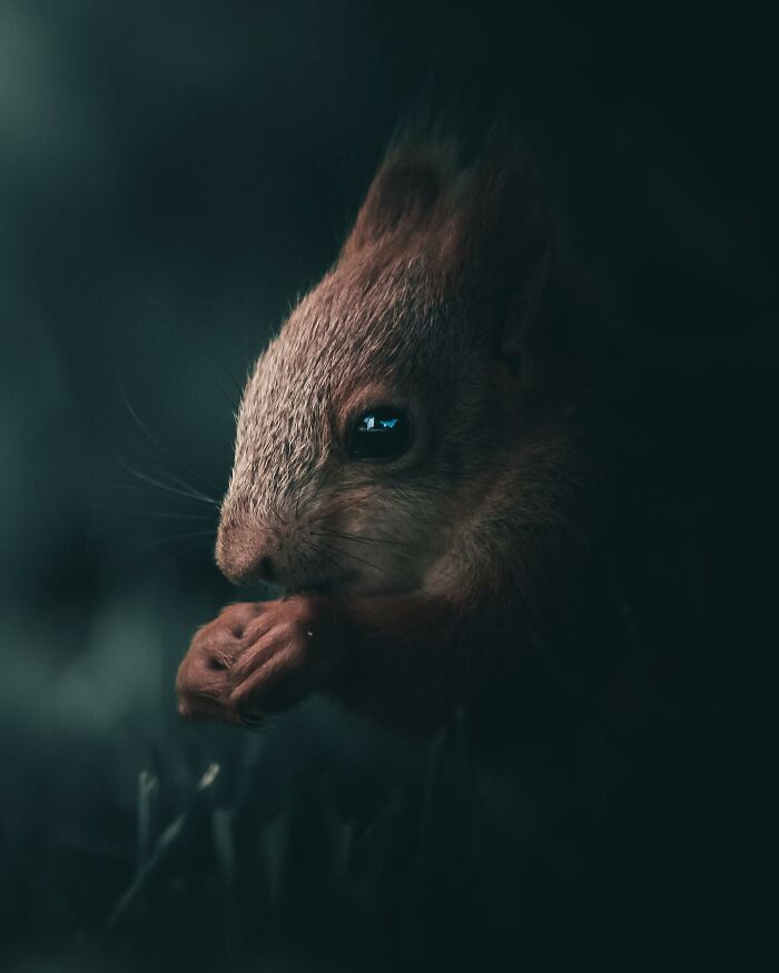Photographer Magnus Berggren Captures Wildlife In Dark, Moody Shots That Feel Like Fine Art (52 Pics)