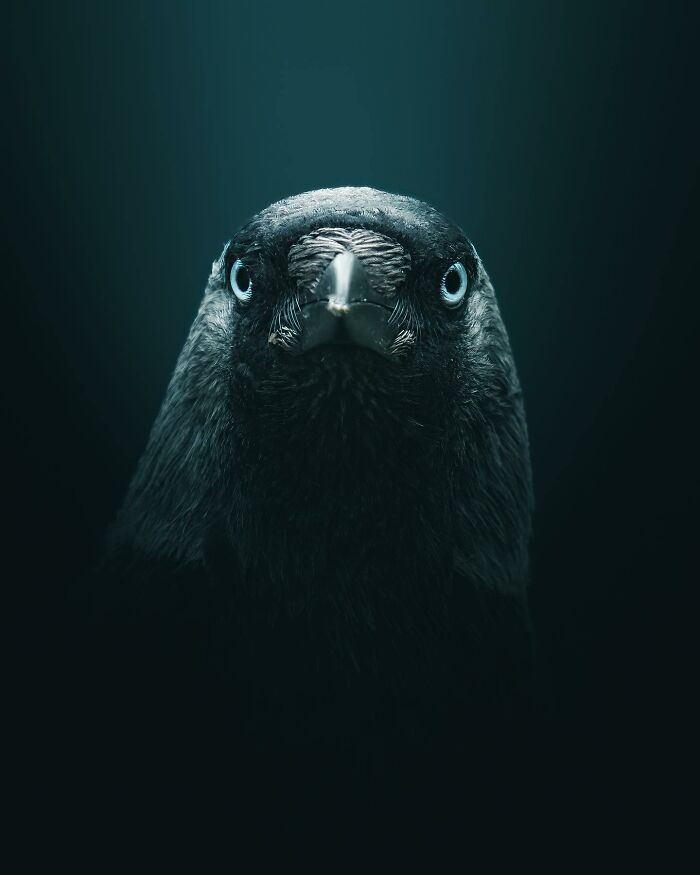 Photographer Magnus Berggren Captures Wildlife In Dark, Moody Shots That Feel Like Fine Art (52 Pics)