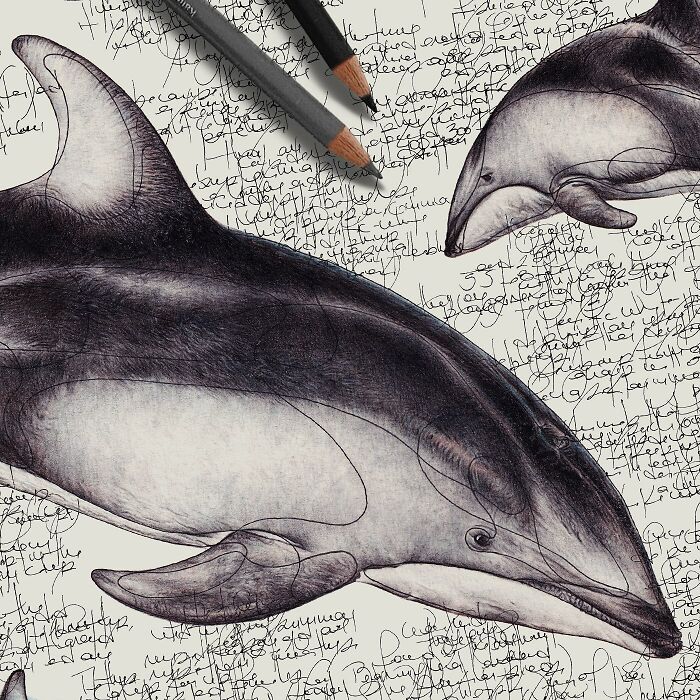 35 Beautiful Wildlife Sketches That Blend Scientific Detail With Artistic Wonder
