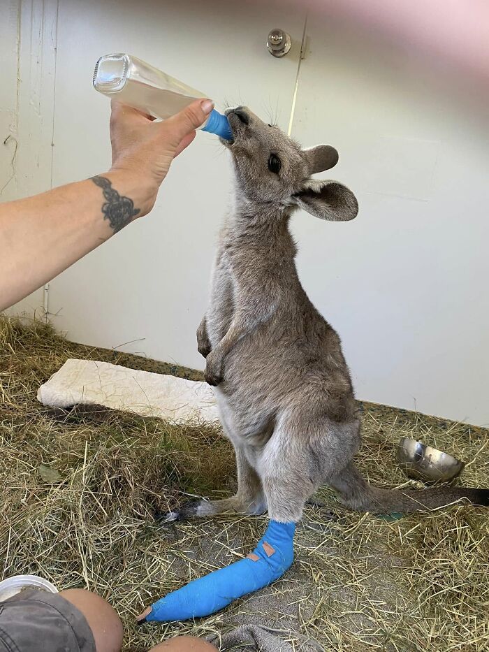 Rescued kangaroo with a bandaged leg being fed with a bottle, showing animals saved from awful conditions.