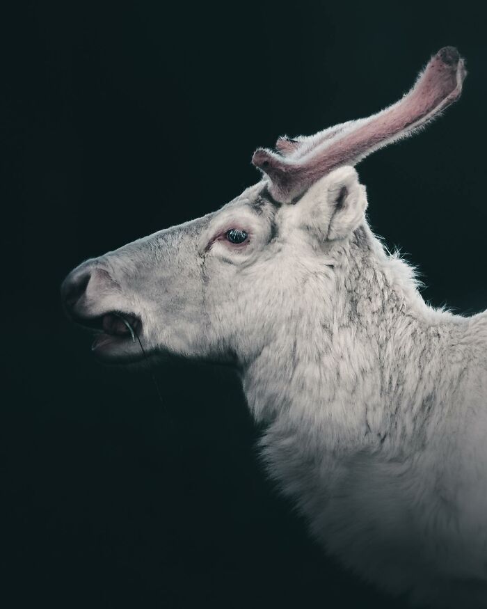 Photographer Magnus Berggren Captures Wildlife In Dark, Moody Shots That Feel Like Fine Art (52 Pics)