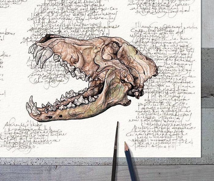 35 Beautiful Wildlife Sketches That Blend Scientific Detail With Artistic Wonder