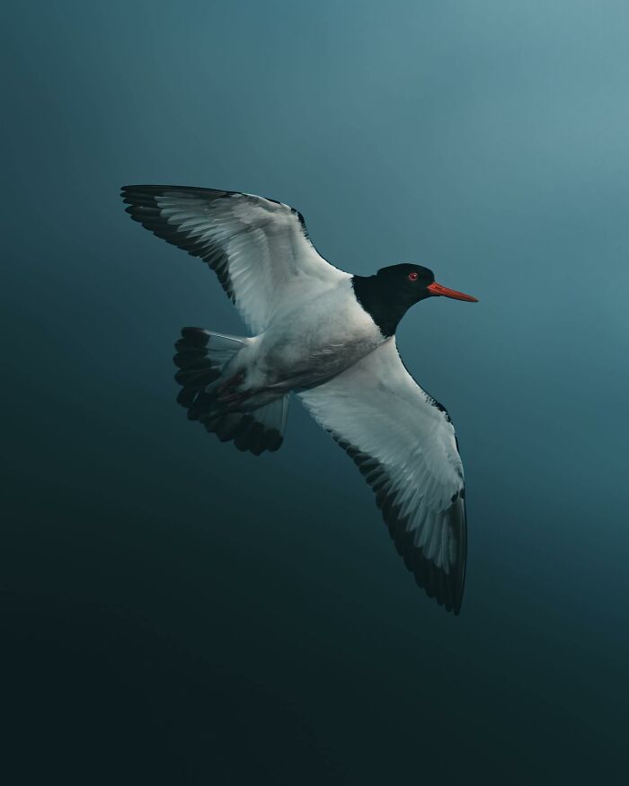 Photographer Magnus Berggren Captures Wildlife In Dark, Moody Shots That Feel Like Fine Art (52 Pics)