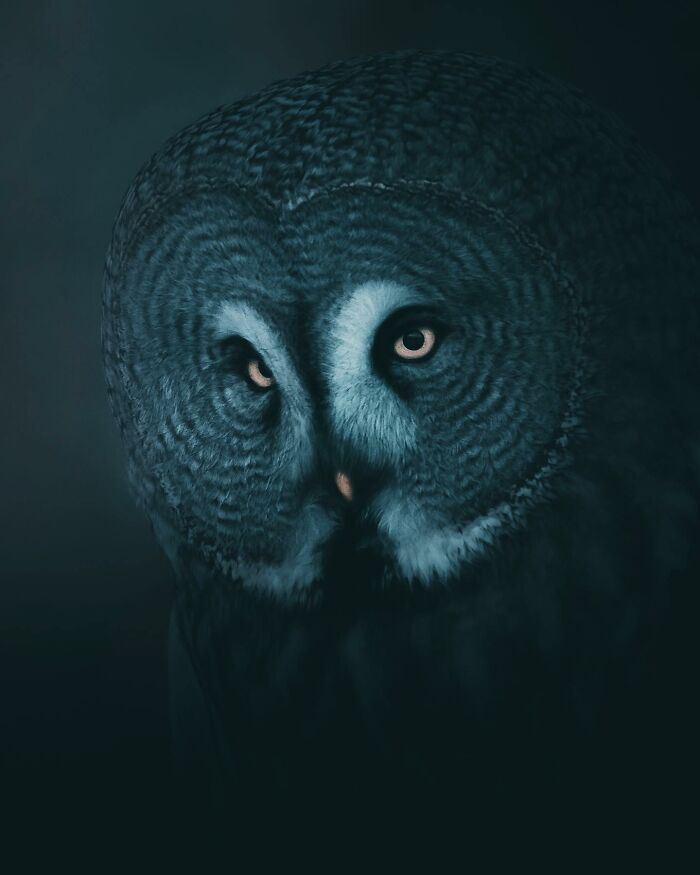 Photographer Magnus Berggren Captures Wildlife In Dark, Moody Shots That Feel Like Fine Art (52 Pics)
