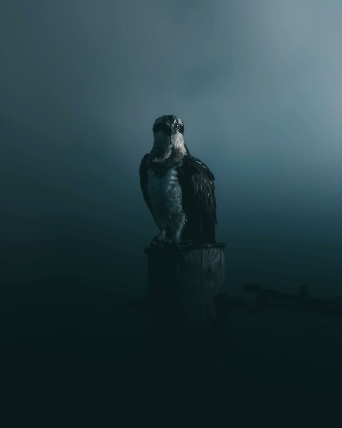 Photographer Magnus Berggren Captures Wildlife In Dark, Moody Shots That Feel Like Fine Art (52 Pics)