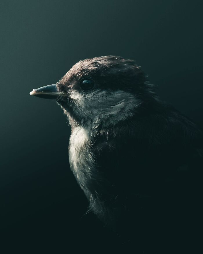Photographer Magnus Berggren Captures Wildlife In Dark, Moody Shots That Feel Like Fine Art (52 Pics)