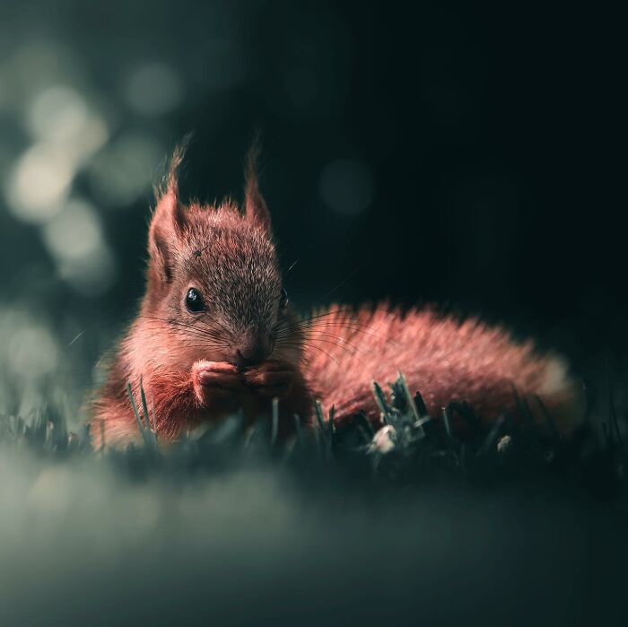 Photographer Magnus Berggren Captures Wildlife In Dark, Moody Shots That Feel Like Fine Art (52 Pics)