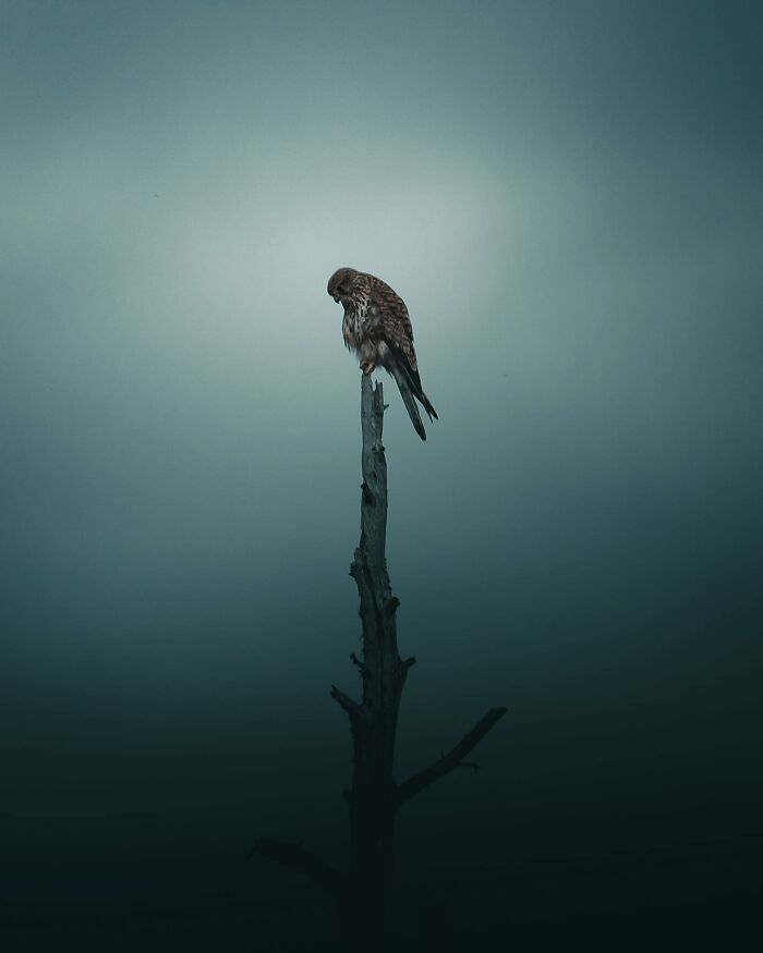 Photographer Magnus Berggren Captures Wildlife In Dark, Moody Shots That Feel Like Fine Art (52 Pics)