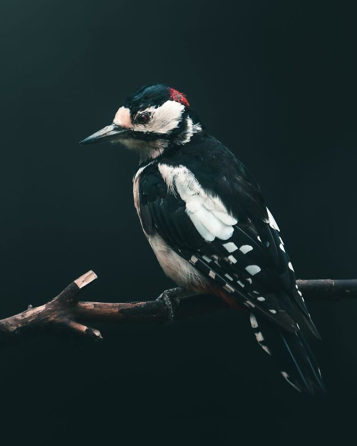 Photographer Magnus Berggren Captures Wildlife In Dark, Moody Shots That Feel Like Fine Art (52 Pics)