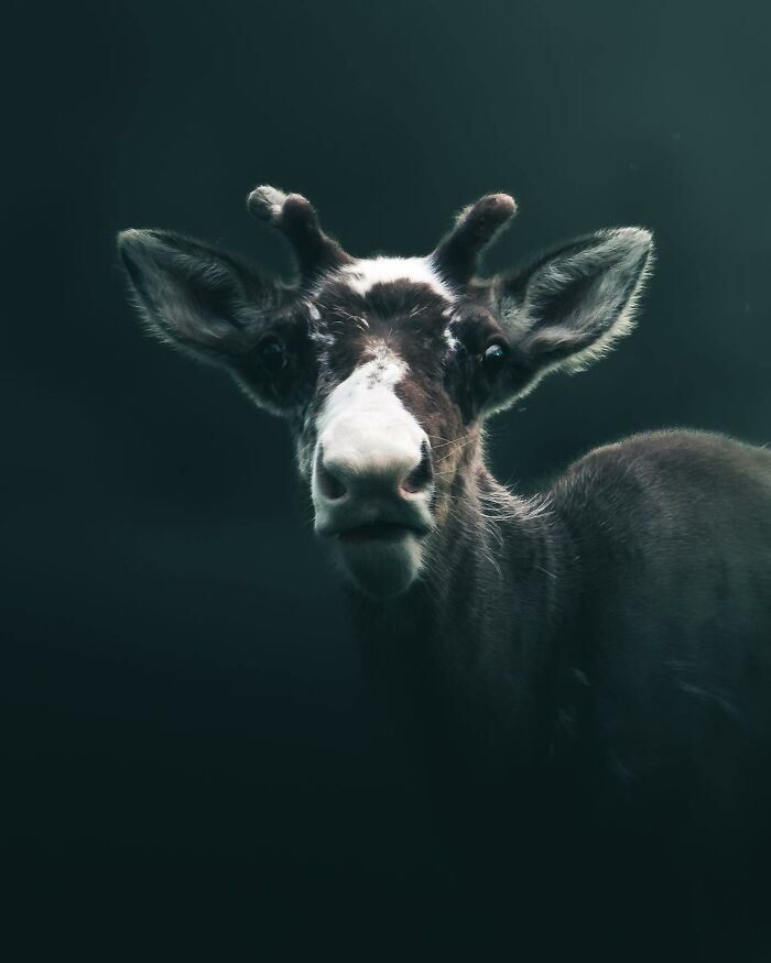 Photographer Magnus Berggren Captures Wildlife In Dark, Moody Shots That Feel Like Fine Art (52 Pics)