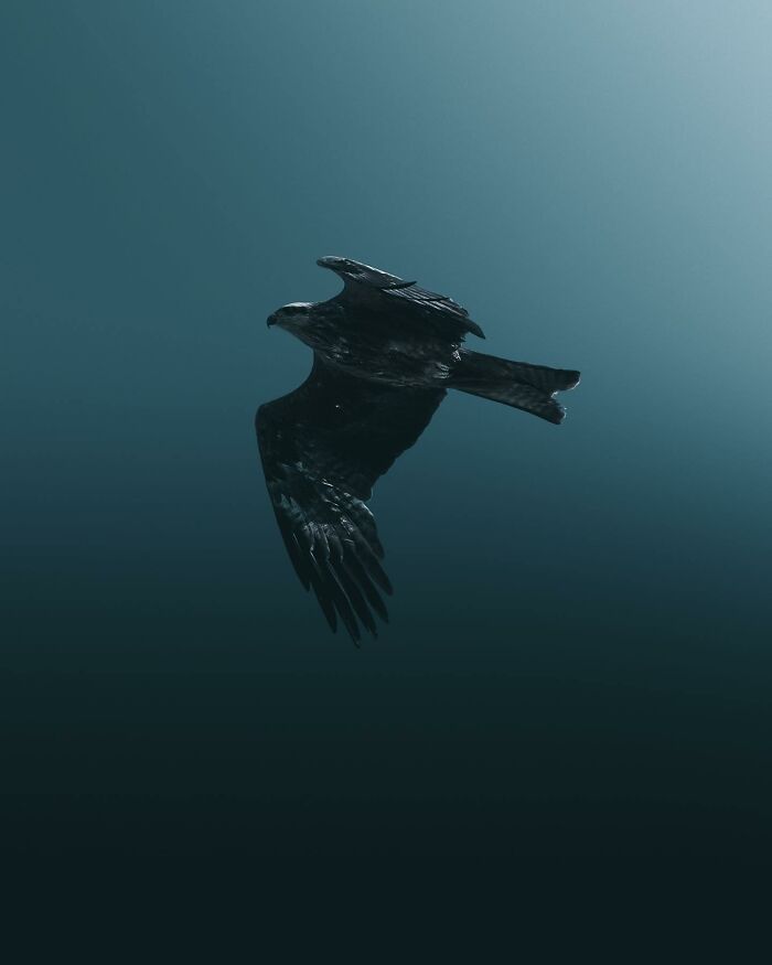 Photographer Magnus Berggren Captures Wildlife In Dark, Moody Shots That Feel Like Fine Art (52 Pics)