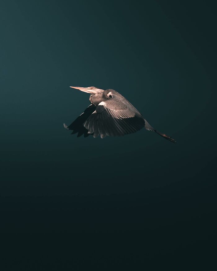 Photographer Magnus Berggren Captures Wildlife In Dark, Moody Shots That Feel Like Fine Art (52 Pics)