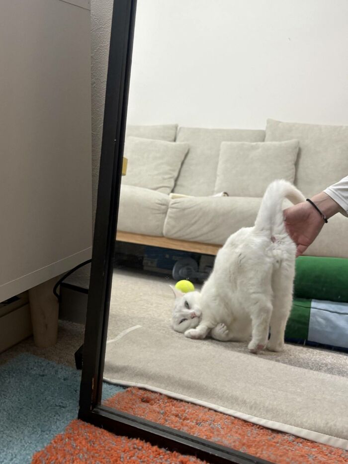 50 Cute Cat Photos To Help You De-Stress, As Shared By The “Cute Animal Photos To De-Stress” Page