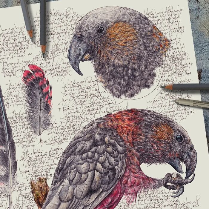 35 Beautiful Wildlife Sketches That Blend Scientific Detail With Artistic Wonder