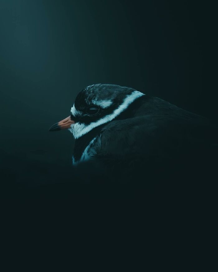 Photographer Magnus Berggren Captures Wildlife In Dark, Moody Shots That Feel Like Fine Art (52 Pics)