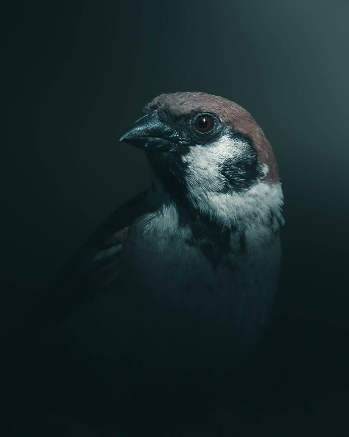 Photographer Magnus Berggren Captures Wildlife In Dark, Moody Shots That Feel Like Fine Art (52 Pics)