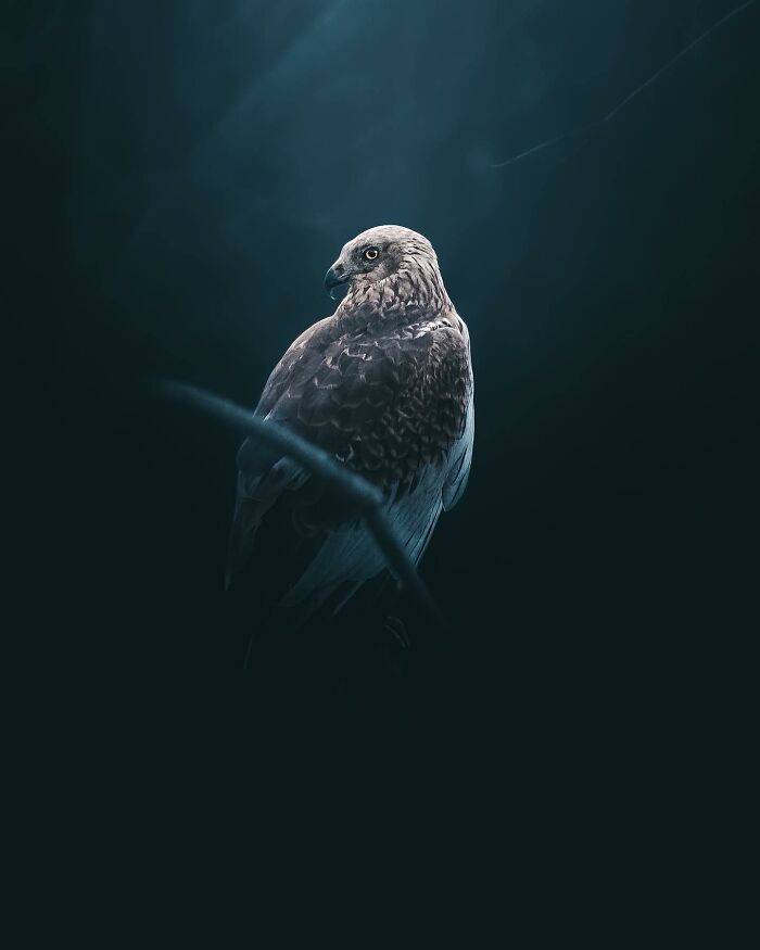Photographer Magnus Berggren Captures Wildlife In Dark, Moody Shots That Feel Like Fine Art (52 Pics)