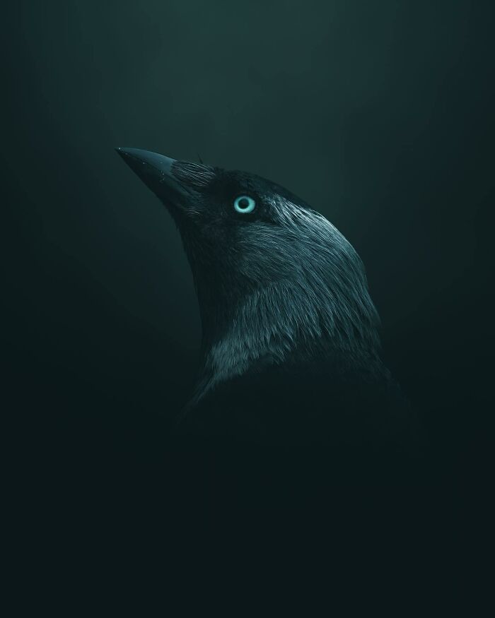 Photographer Magnus Berggren Captures Wildlife In Dark, Moody Shots That Feel Like Fine Art (52 Pics)